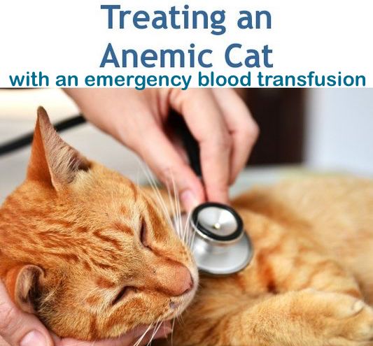Treating an anemic cat with a blood transfusion of canine blood