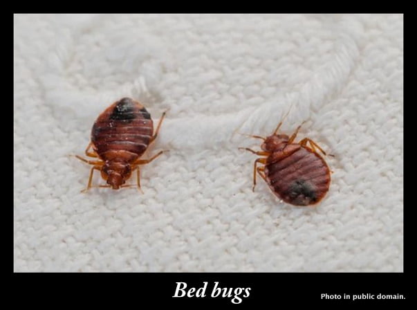 Bed bugs - how to get rid of them without harming your cat