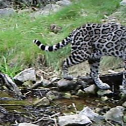 Ocelot in Sonora just south of Arizona
