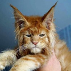 Tired of life Maine Coon