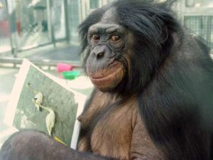 Panbanisha a bonobo who learned to communicate with language