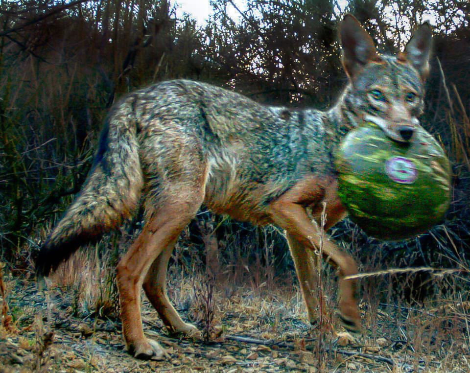 Coyote photographed by a camera trap in California, USA
