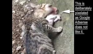 Adult cat eats kitten head first