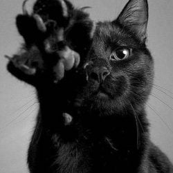 Black cat with claws out