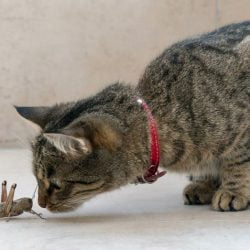 Cat and grasshopper