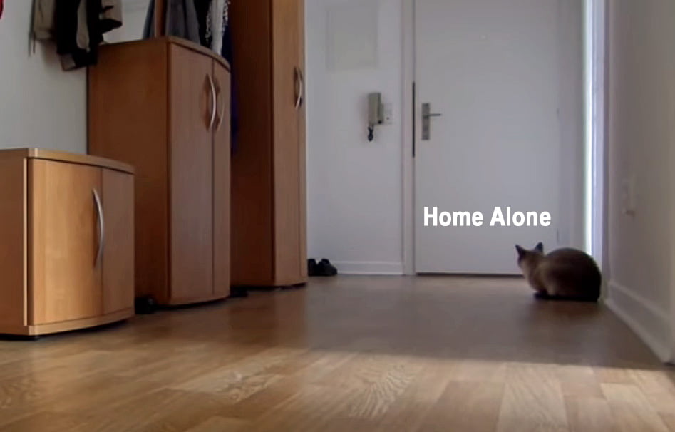 Cat home alone