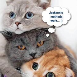 Cats getting along in multicat home