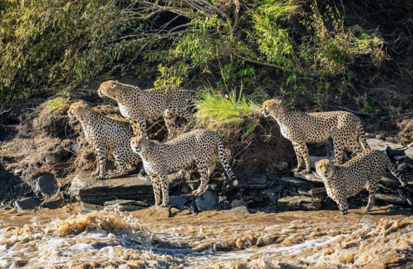 Cheetah brothers contemplate crossing swollen river