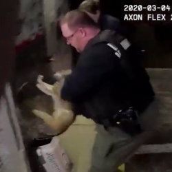 Cops 'arrest' a cat and take 'it' away, to where (video)?