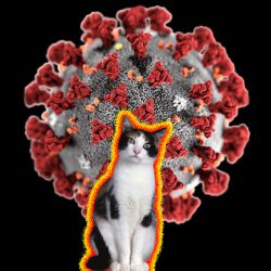 How does 'social distancing' affect cat ownership?