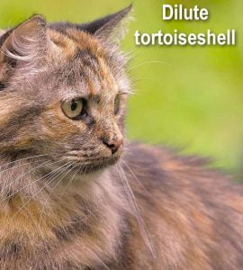 Dilute tortoiseshell