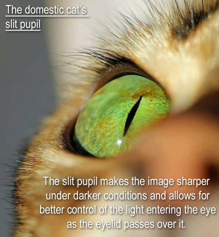Domestic cat slit pupil