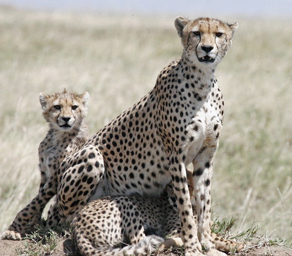 Female cheetah and cubs