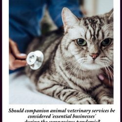 Should veterinary clinics be classified as essential businesses when providing services to companion animals?