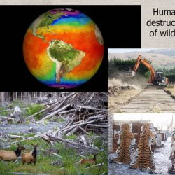 Humans are far worse than domestic cats