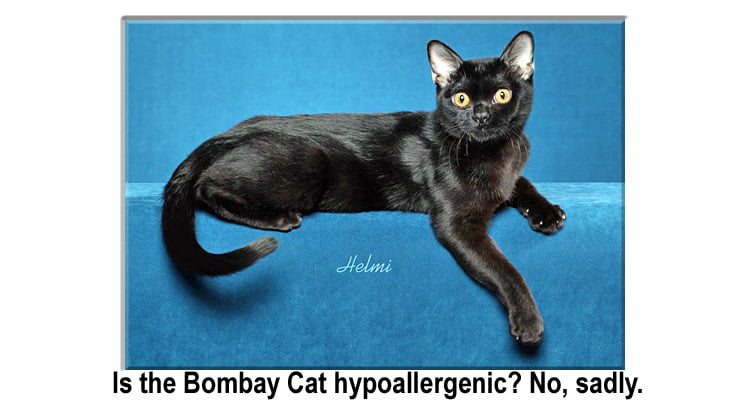 Is the Bombay Cat hypoallergenic?