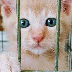 Kitten in cage