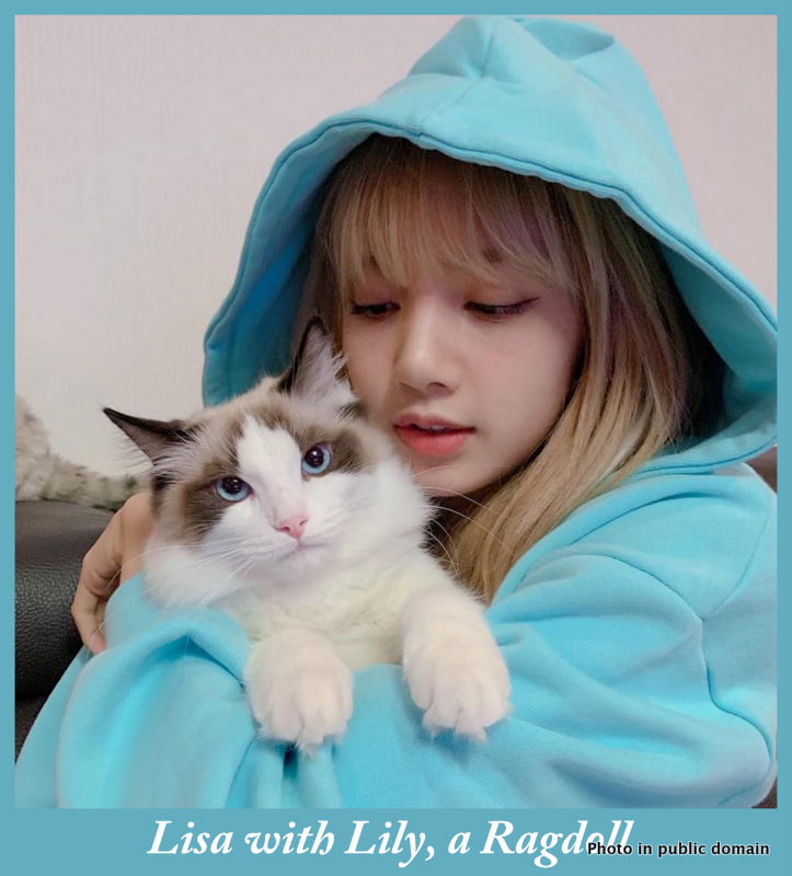 Lisa with Lily a Ragdoll cat