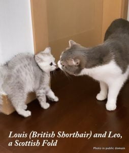 Louis and Leo