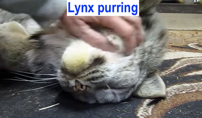 Lynx purring