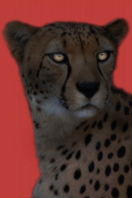 Melanistic cheetah