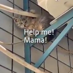 Mother cat rescues her kitten under tough conditions