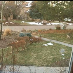 Moutain lions roaming American suburbia during coronavirus lockdown