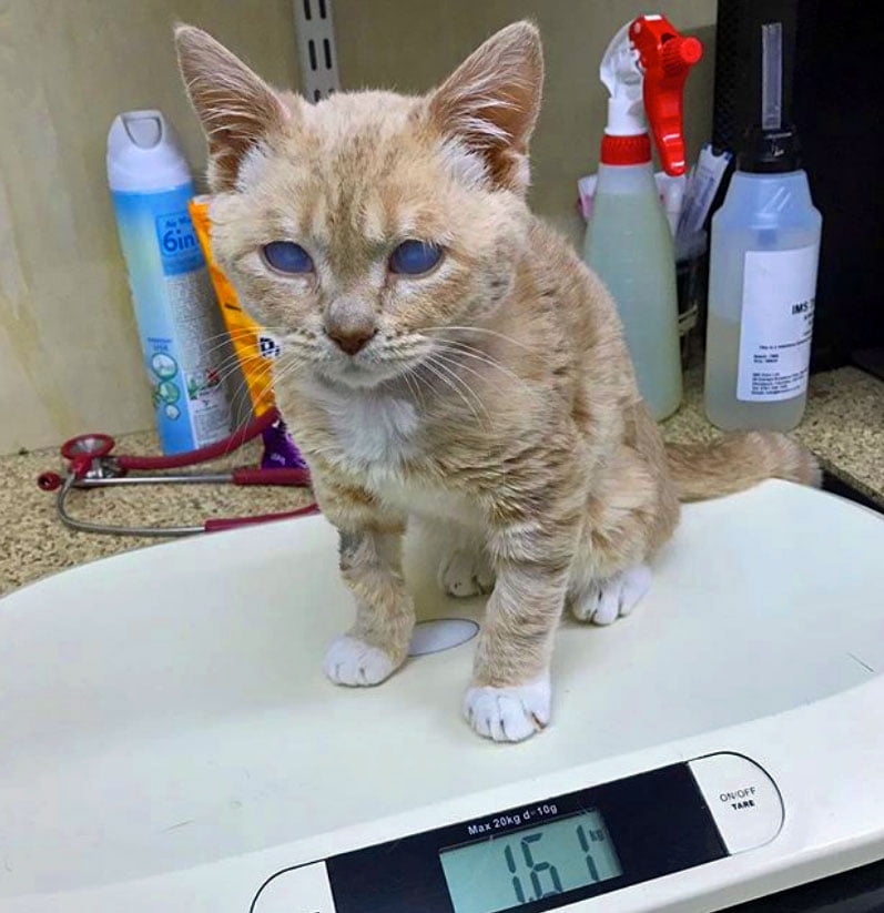 Munchie being weighed
