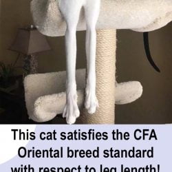 Oriental breed standard satisfied for this cat regarding leg length. Photo: Pinterest. Words added.