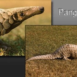 Pangolin