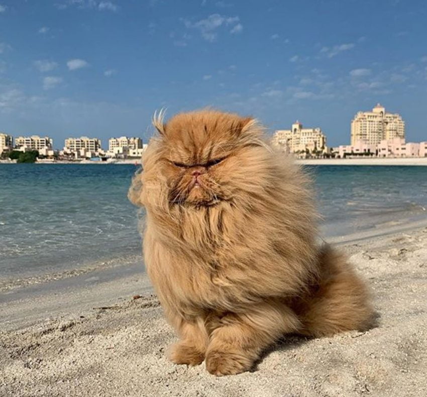 Picture of Persian cat on the beach