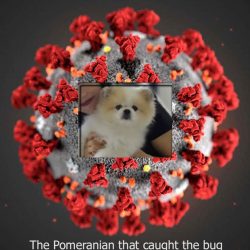 Pomeranian that caught the bug
