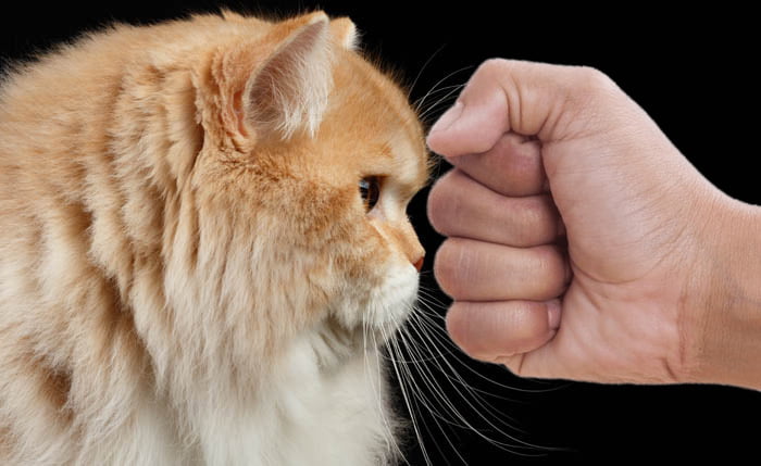 Punch face Persian cat