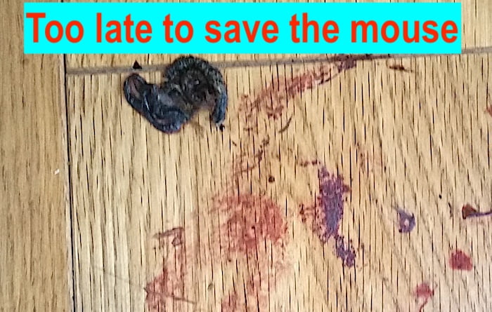 Remains of a mouse eated by my cat