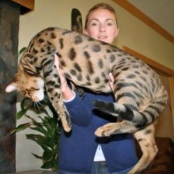 Savannah cat
