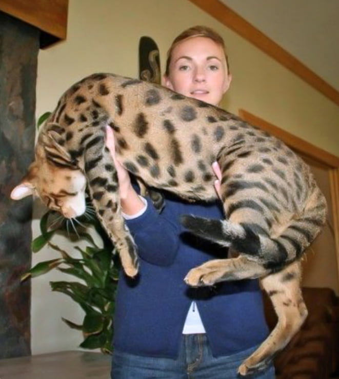 Picture of a very large Savannah Cat PoC