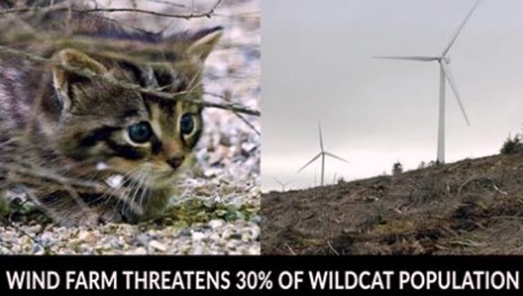 Scottish wildcat threatened by windfarm