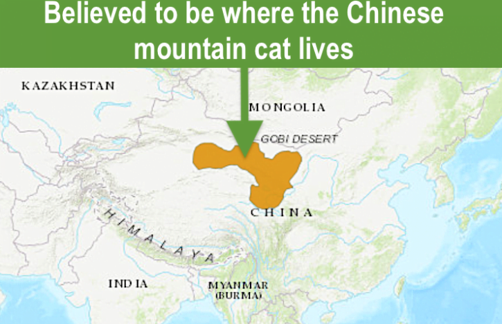 Chinese mountain cat distribution