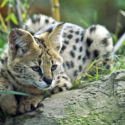 Servals are solitary