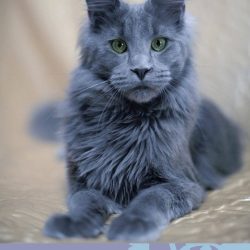 Stunning Maine Coon