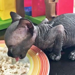 Weird hairless cat suffers from hydrocephalus and is exploited