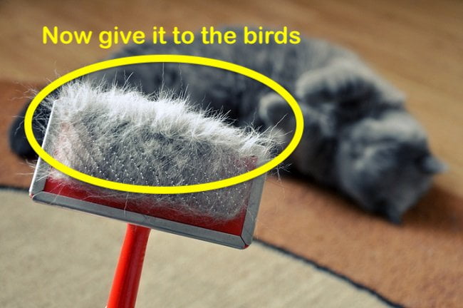 Bird can use cat fur for nest building