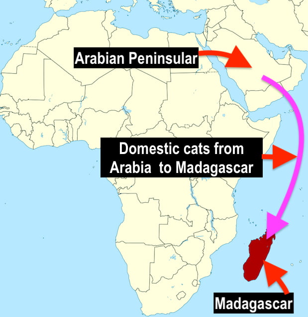 Forest cats of Madagascar came from Arabian Peninsular it is believed