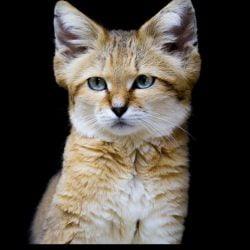 Sand cat