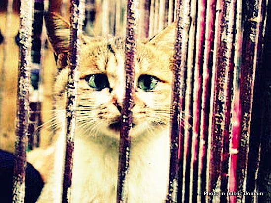 Picture of cat in cage in China live market as cat meat