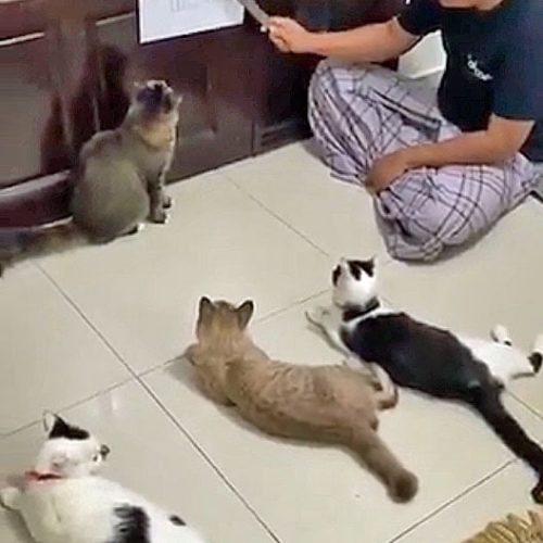 Attentive cats listen to their owner lecture them on Covid-19