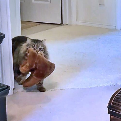 Bringing food back to the den for her kittens