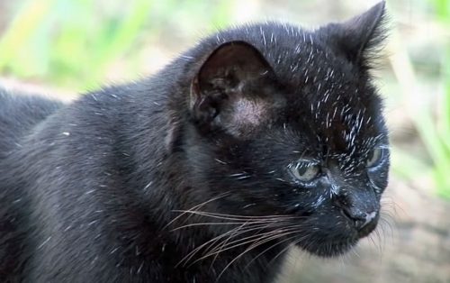Black Geoffroy's cat