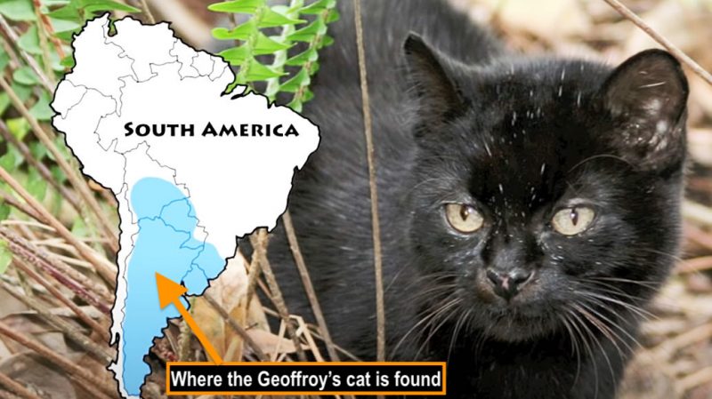 Black Geoffroy's cat
