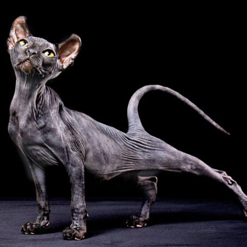 Black Sphynx cat